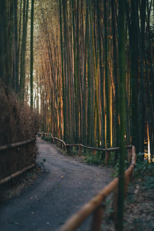 Narrow dirt path with wooden railings winding through a dense bamboo grove in soft, warm light