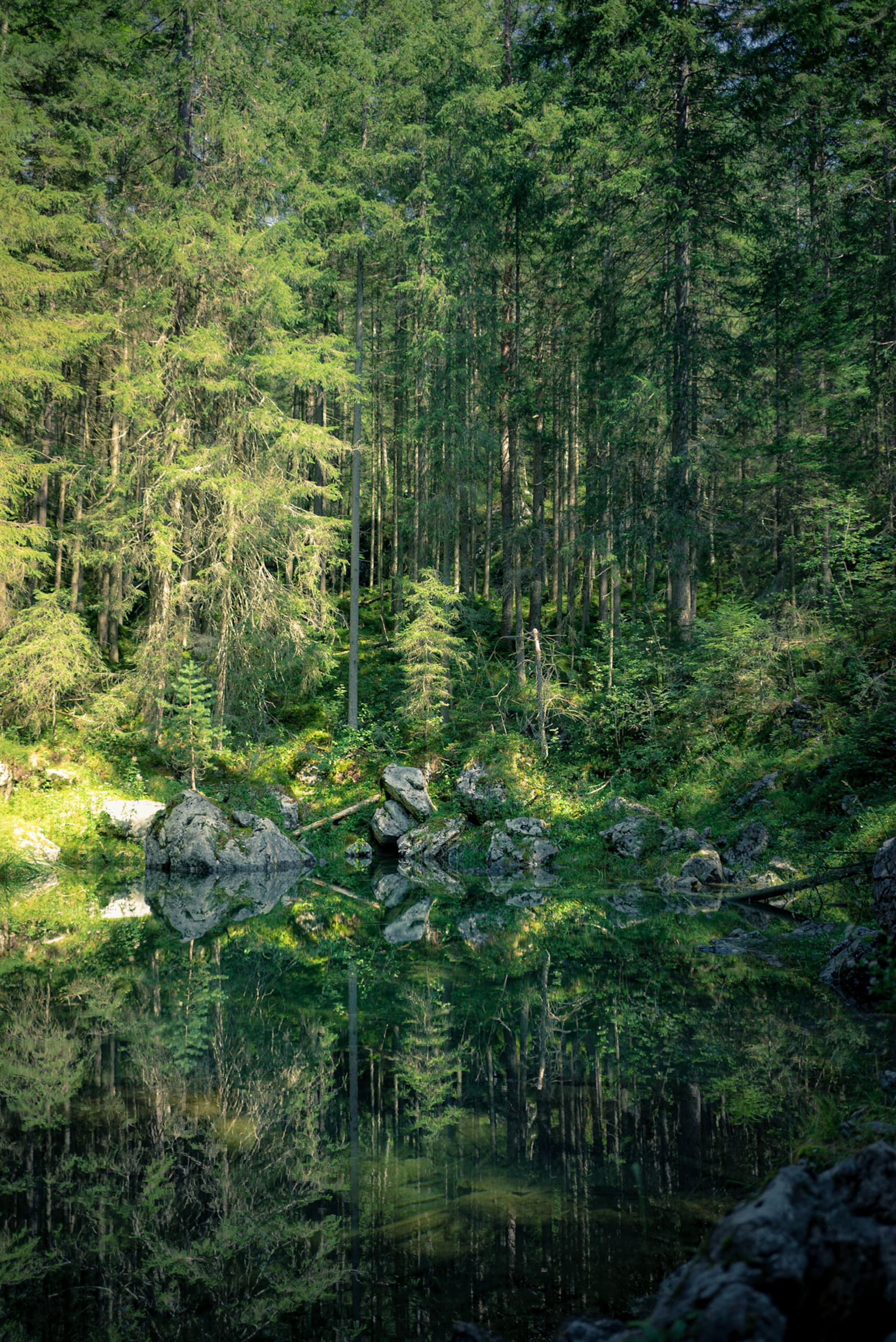 Dense evergreen forest with rocks and greenery reflected in a still, dark pond