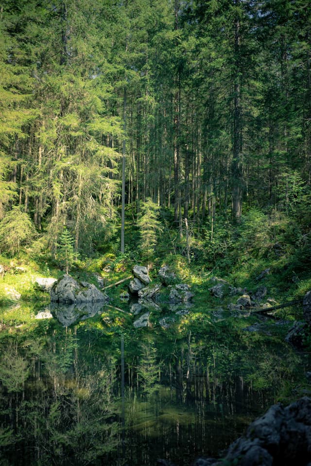 Dense evergreen forest with rocks and greenery reflected in a still, dark pond