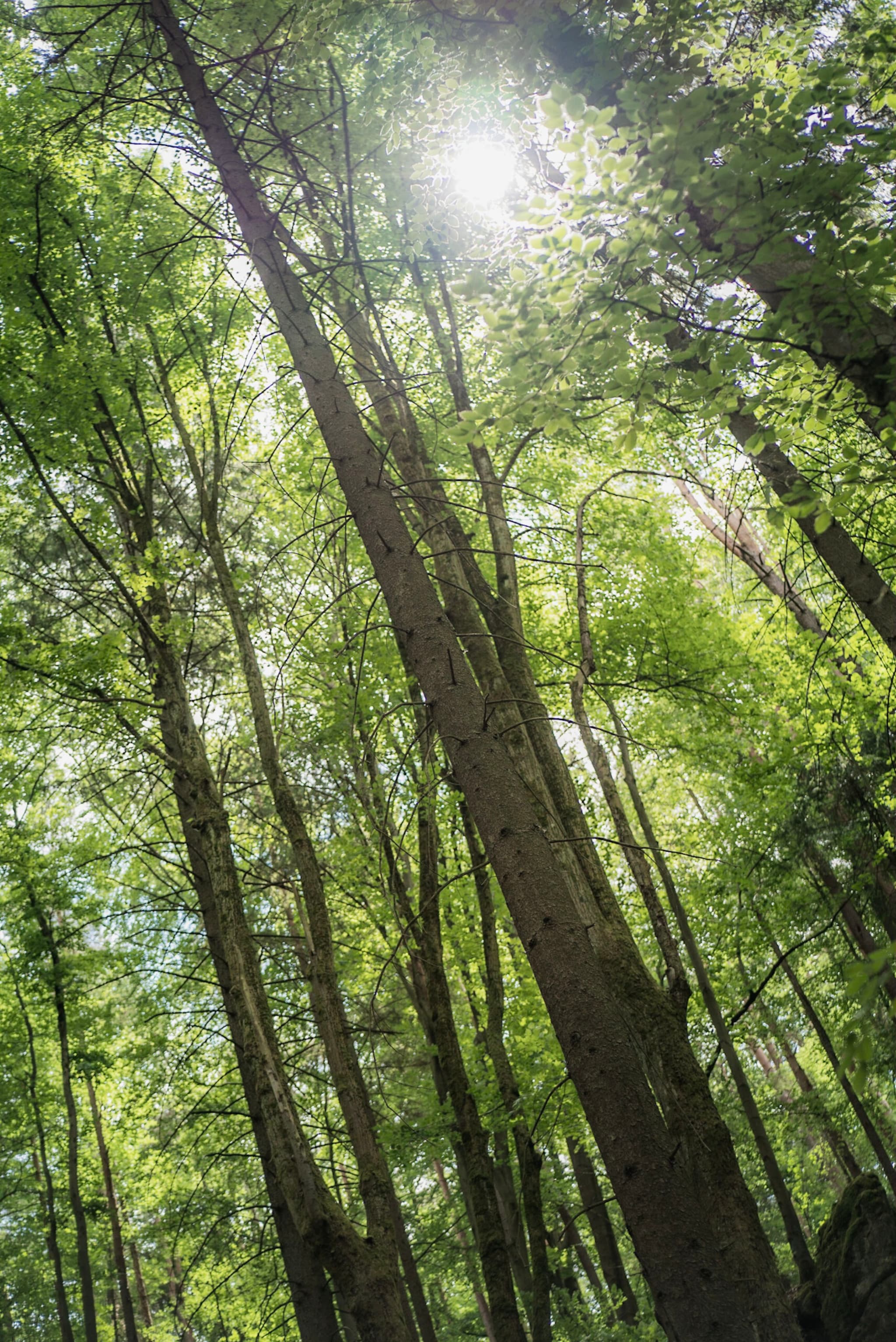 Tall green trees in a dense forest with bright sunlight filtering through the leafy canopy overhead